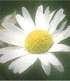 Marguerite - La fleur emblème
